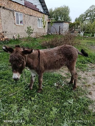 ат бишкек: Осёл домашний - Порода/тип: рабочий сельскохозяйственный осёл — 2