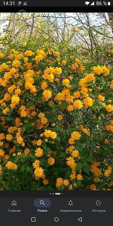 саженцы пионы: Саженцы декоративных кустарников и многолетников в контейнерах. В — 6