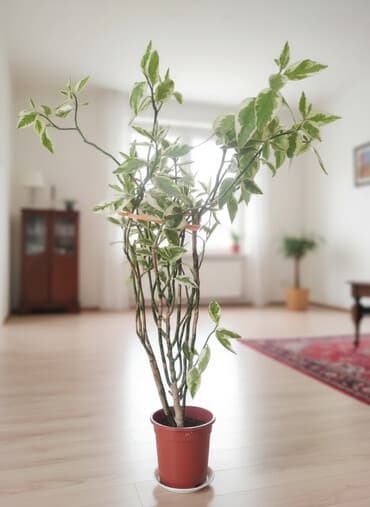 гортензия цена 1 шт бишкек: Комнатное растение педилантус ростом почти с пианино,выше метра,с — 1