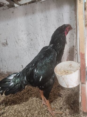 купить элитного щенка немецкой овчарки: Продаю | Петух | Бойцовая | Для разведения — 1