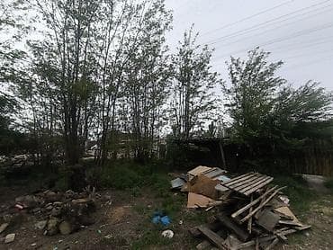 палено: Отдам даром деревья на дрова. самим надо спилить — 4