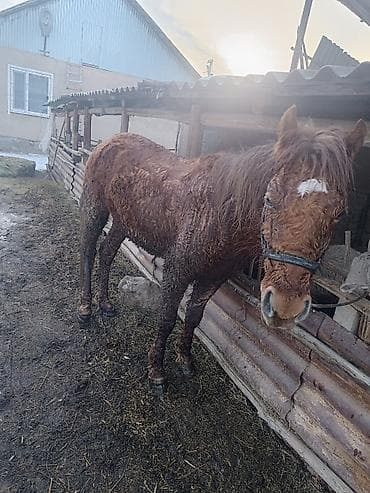 Продаю | Жеребец | Рабочий