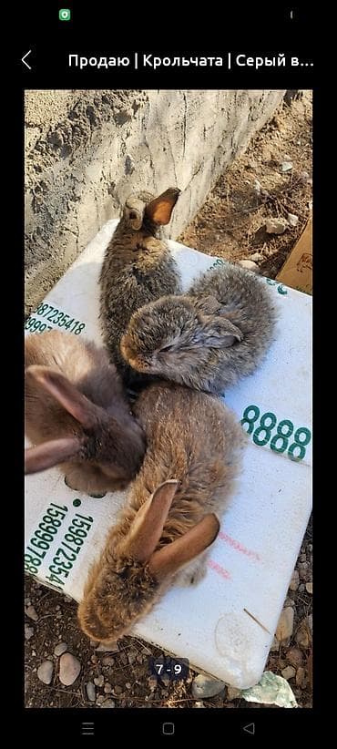 Услуги ветеринара: Продаю | Крольчата | Для разведения — 1