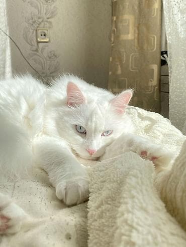 регдолл кошка: 7 месяцев, Девочка, Белый, Приучена к лотку — 3