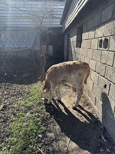 бычки сементальная: Продаю | Бык (самец) | Симментальская | На откорм — 2