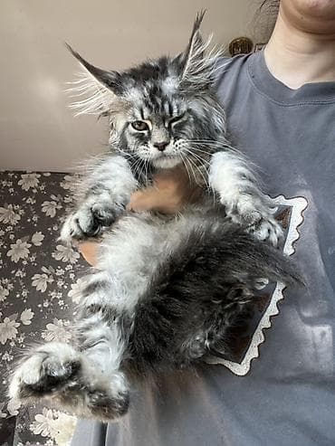 кошка продаётся: Мощные котята Мейн Куна с полным пакетом документов подтверждающие — 6