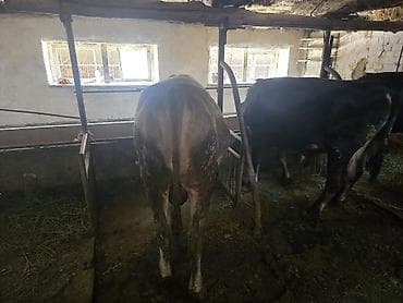 продаю корову с теленком: Продаю | Бык (самец) | На откорм | Привязанные — 3