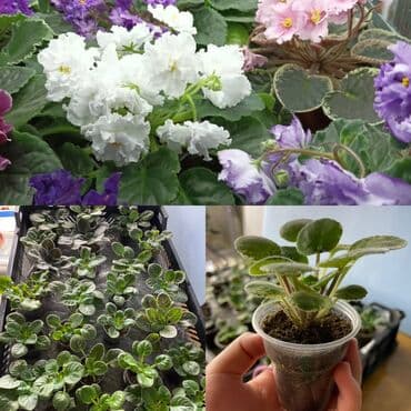 укорененные листики фиалок: Продаю детки (100-150 с), свежесрезанный лист (40 с) и взрослые — 6