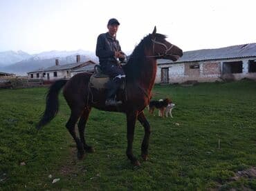 Продаю | Конь (самец), Жеребец | Английская, Полукровка | Для разведения, Рабочий, Конный спорт | Племенные