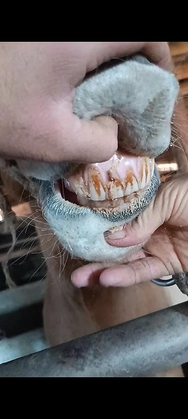 мышык фото: Сатам | Жылкы (эркек) | Аргын, Дончак | Жумушка | Мерин — 5