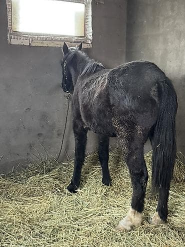 тумба под аквариум: Продаю | Кобыла (самка) | Полукровка | Конный спорт — 3