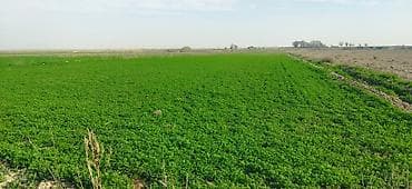 бишкек жер уй сатылат: 1000 соток Айыл чарба үчүн — 5