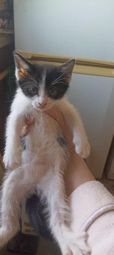 манчкин котята: Котёнок, окраска чёрно‑белая (маска на мордочке, белая грудка и — 1