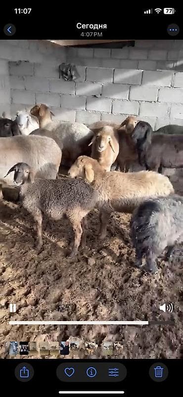 Услуги ветеринара: Продаю | Ягненок | Для разведения | Племенные — 4