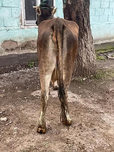 продать цыплят брамы: Продаю | Корова (самка) | Швицкая | На откорм — 5