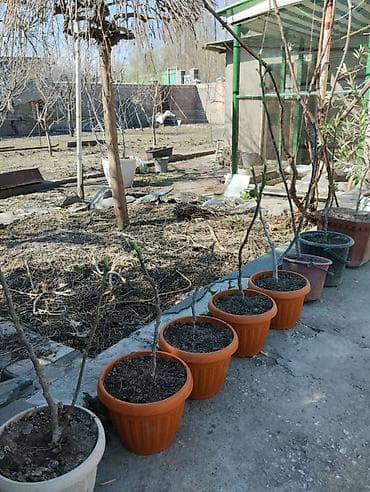 деревья саженцы: Продаю инжир. Находится в село маевка. Цены разные, договорная — 1