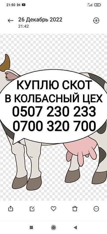 Частное лицо, Колбасный цех : Коровы, быки, Лошади, кони, Другие с/х животные, | Круглосуточно, Любое состояние, Забитый