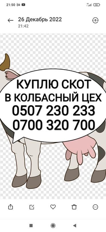 купить рабочую охотничью собаку: Куплю | Коровы, быки, Лошади, кони, Другие с/х животные | Круглосуточно, Любое состояние, Забитый — 1