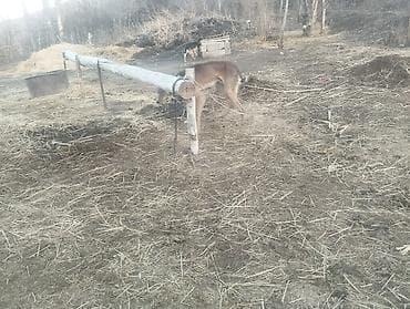 питомник лабрадоров бишкек: Ушул эркек тайган сатылат 1,5жаш келишим баада — 2