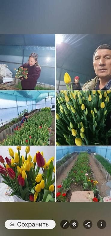 тюльпан оптом бишкек: Тюльпаны цветы собственного производства.Голланские ЛУКОВИЦЫ - — 6