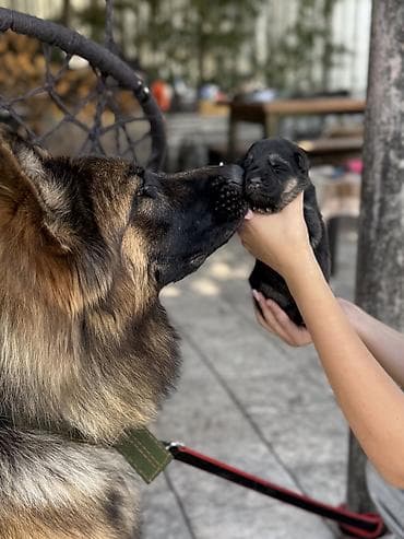 Продам чистокровных щенков немецкой овчарки. 🐾 В наличии мальчики и