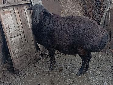 шиншилла цена бишкек: Продаю | Овца (самка) | Гиссарская | Ярка — 1