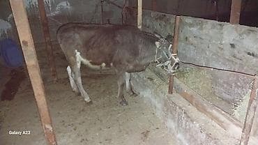 Продаю | Тёлка | На откорм | Привязанные