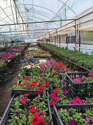теплицы петуньи: Платная доставка — 9