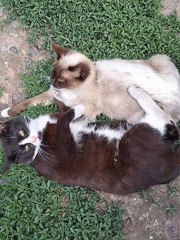 сиамские котята: Кошка даром: Сиамская, 10 месяцев, Девочка, Приучена к лотку — 3