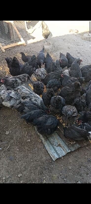 Рыбы: Продаю | Куры — 5