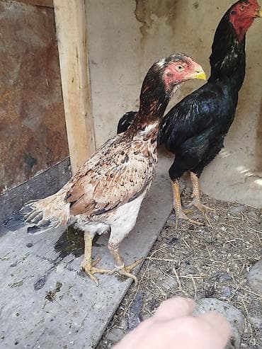 сулук курт бишкек адрес: Дакан мекиш сатылат туп жатат активный алмашу жолдору бар адрес — 2