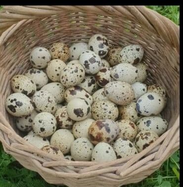 тушки кролика: Перепелиные яйца

- Натуральные, свежая полезная — 1