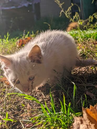 carters для мальчика: Котята, домашние, игривые. Описание: - Окрас: рыжий и кремово-белый — 6