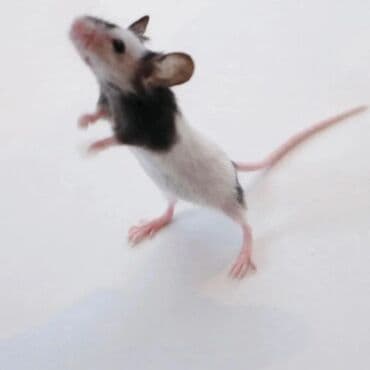 Башка жаныбарлар: Продаются хомячки джунгарские, сирийские, ангорские пушистые хомячки — 7