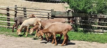 матки пчел: Продаю | Овца (самка) | На забой | Ярка — 4