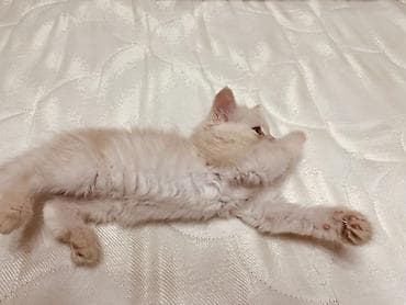 белая персидская кошка: Отдаю котят в ДОБОЫЕ РУКИ На фото два окраса: - серебристо-тигровый — 5