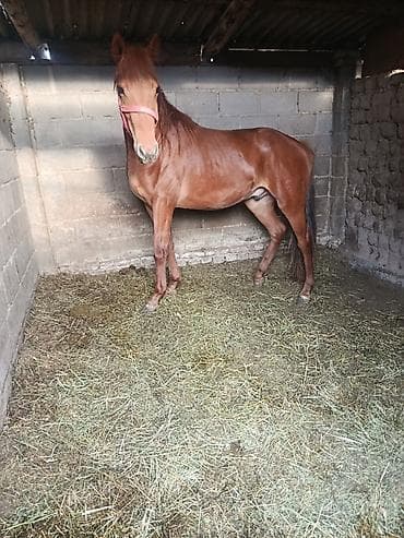 черный принц петух: Продаю | Жеребец | Полукровка | Конный спорт — 3