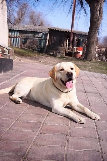 маленький собаки: Лабрадор-ретривер, 3 года, Самец, С прививкой — 1