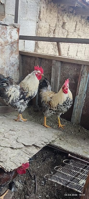 петухи: Продаю | Петух | Для разведения — 1