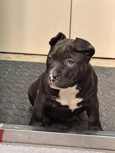 звонок собака фото: Американский булли, 3 месяца, Самка — 2