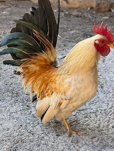 ломан браун куры: Продаю | Куры, Петух — 1