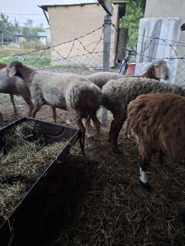 где можно купить молодых кур несушек: Продаю | Баран (самец) | Полукровка | На забой, Для разведения, Для шерсти | Осеменитель, Племенные — 5