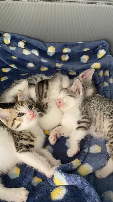 Американская короткошёрстная, 2 месяца, Мальчик