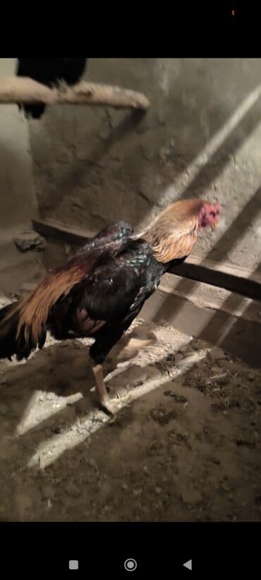 на ферме есть куры козлы и коровы: Продаю | Петух | Бойцовая | Для разведения — 4
