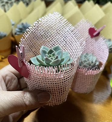 кустарные цветы: Мини-композиции из суккулентов в горшочках - Живые суккуленты — 3