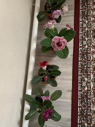 для круп: Комнатные растения в горшках: 1) Молочай Миля (Euphorbia milii — 6