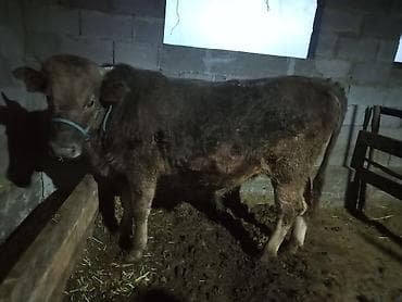 ишу карова: Продаю | Бык (самец) | Полукровка | На откорм | Привязанные — 2