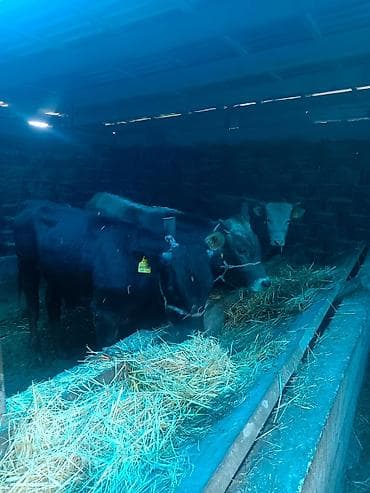 Үй жаныбарлары: Сатам | Бука (эркек) | Бордоп семиртүү үчүн | Байланган — 3