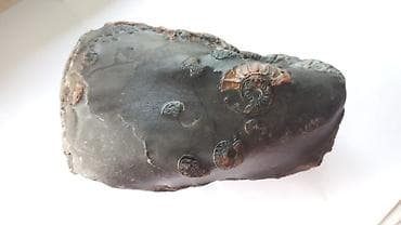 дизель часы: Окаменелость с аммонитами в конкреции - Натуральная каменная — 4