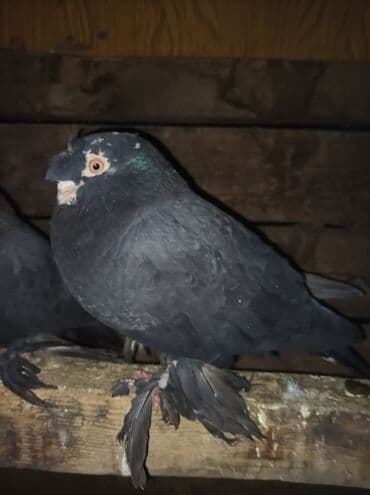 сх животные и товары: Продаю голубей все вольные есть и закрытые на продажу есть и самцы и — 7